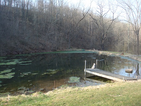 cottage dragonfly pond smaller You are likely to catch some fish every time you come to visit.